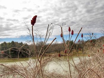 Red flowering plants on land against sky