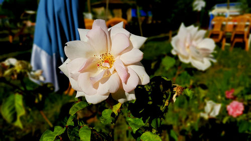 Close-up of white flowering plant