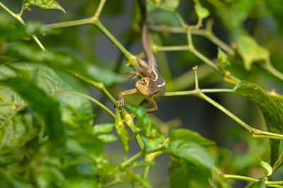 Close-up of insect on plant
