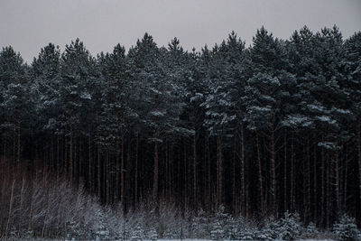 Pine trees in forest during winter against sky