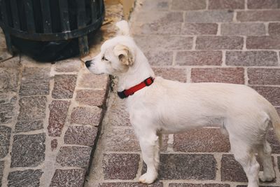 Dog standing against brick wall