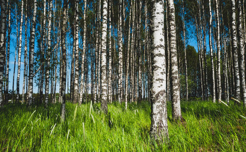 Birch trees growing in forest