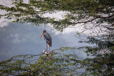 Bird perching on a tree