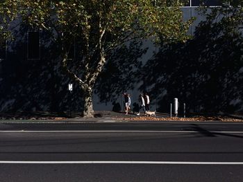 Road along trees