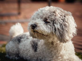 Close-up of dog