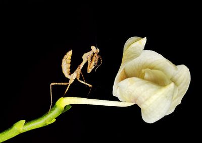 Close-up of insect over black background
