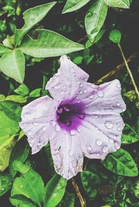 Close-up of wet purple flower blooming outdoors