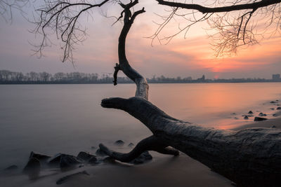 Close-up of bare tree by lake against sky