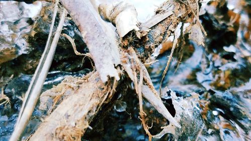 Close-up of tree trunk