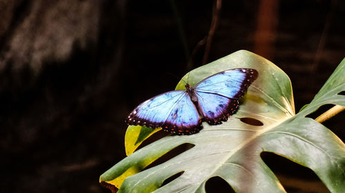 Close-up of butterfly on flower