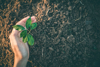 High angle view of hand holding small plant