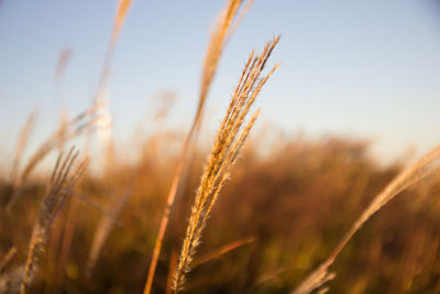 Close-up of wheat growing on field against sky