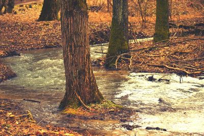 Trees in forest during autumn