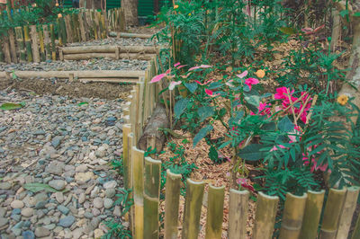 Plants growing by stone wall
