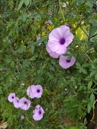 High angle view of cosmos flowers blooming on field