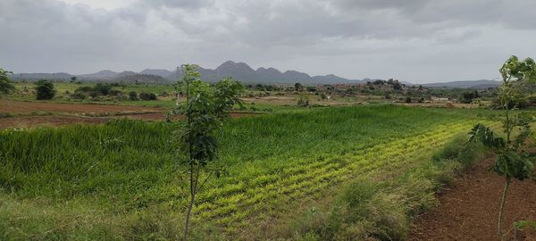 Scenic view of agricultural field against sky