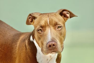Close-up portrait of a dog