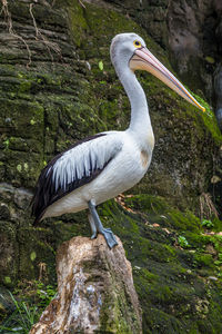 Bird perching on rock