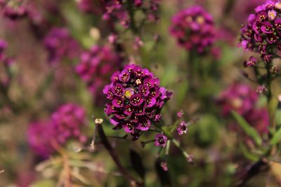 Close-up of pink flowering plant