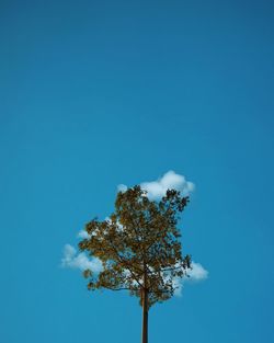 Low angle view of tree against clear blue sky