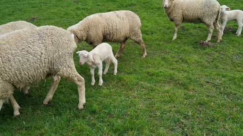 Sheep on grassy field