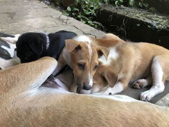 High angle view of a dog