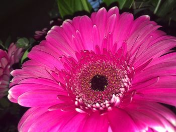 Close-up of pink flower blooming outdoors