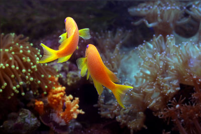 Close-up of fish swimming in sea