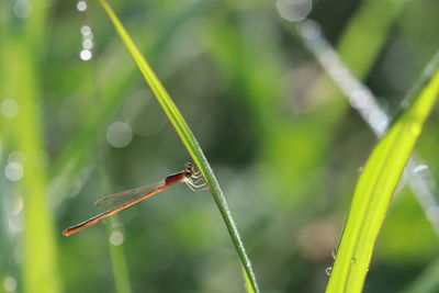 Close-up of insect on grass