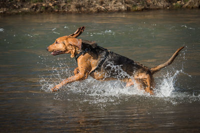 Dog playing in water