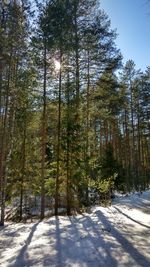 Trees in forest during winter