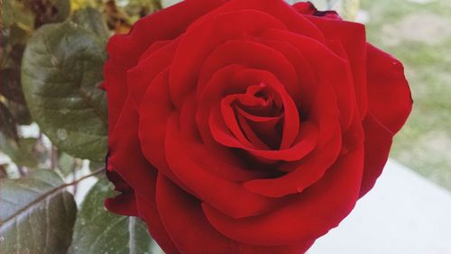 Close-up of red rose