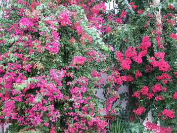 Close-up of pink flowers