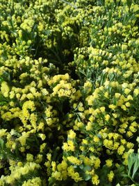 Full frame shot of flowering plants