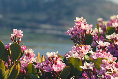 Close-up of pink flowering plants