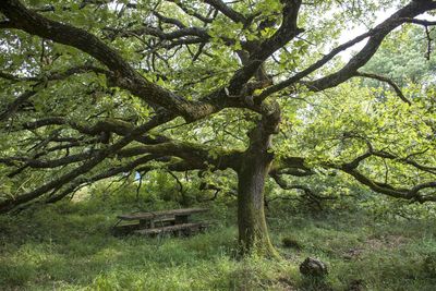Trees on landscape