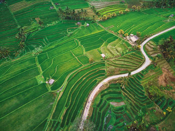 High angle view of agricultural field