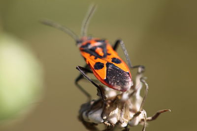 Close-up of butterfly on flower