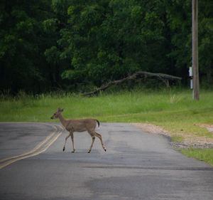 Side view of deer walking across road