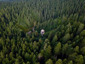 High angle view of trees in forest