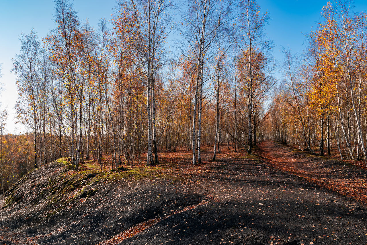 TREES GROWING IN FOREST DURING AUTUMN