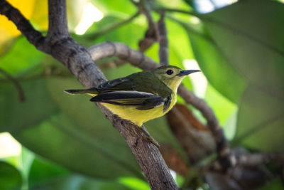 Close-up of a bird perching on branch