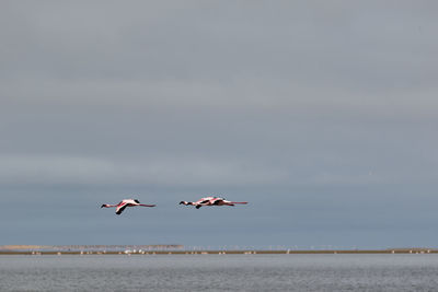 Two flamingos in flight at walvis bay