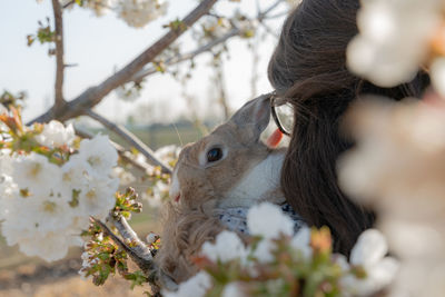 Portrait of a rabbit in the lap of his owner.