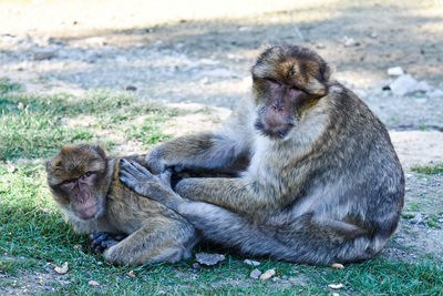 Apes sitting on land