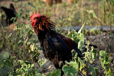 View of a bird on land