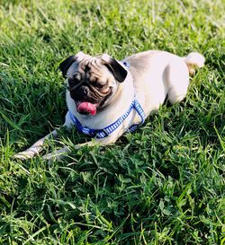 Portrait of a dog on grass