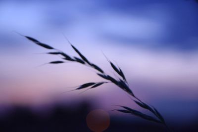 Close-up of plant against sky