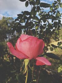 Close-up of pink hibiscus blooming outdoors