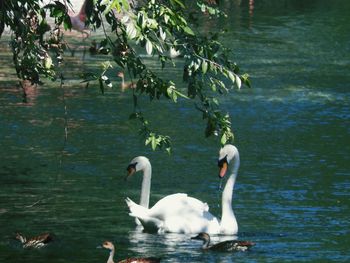 Swans swimming in lake